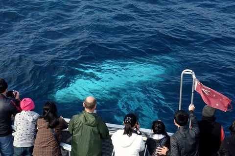 2-Hour Whale Watching Cruise