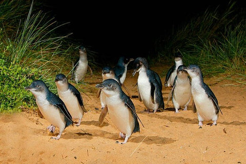 Phillip Island Wine, Wildlife & Penguins Tour