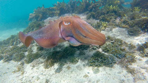Manly Snorkel and Headland Walk Eco Tour Experience