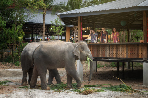 Elephant Jungle Sanctuary - Half Day Experience