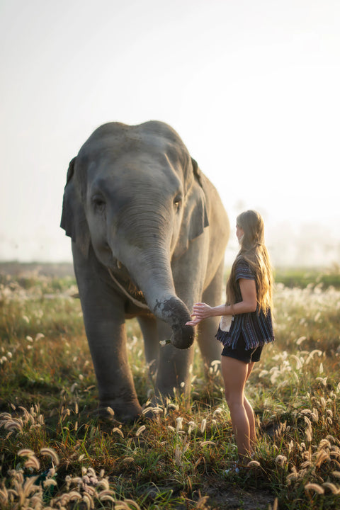 Elephant Jungle Sanctuary - Half Day Experience