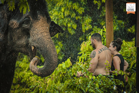 Elephant Jungle Sanctuary - Feed & Shower Experience