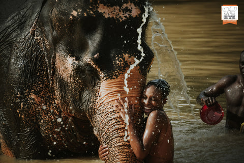 Elephant Jungle Sanctuary - Half Day Experience