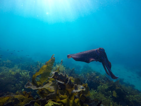 Manly Snorkel and Headland Walk Eco Tour Experience