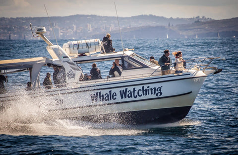 Whale Watching Boat Trip in Sydney