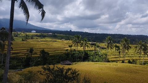 Green Bikes Bali - E-Bike Tour Jatiluwih