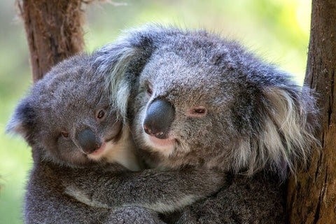 Puffing Billy & Wildlife Tour