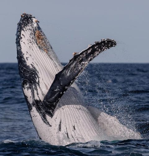Whale Watching Boat Trip in Sydney