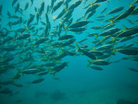 Manly Snorkel and Headland Walk Eco Tour Experience