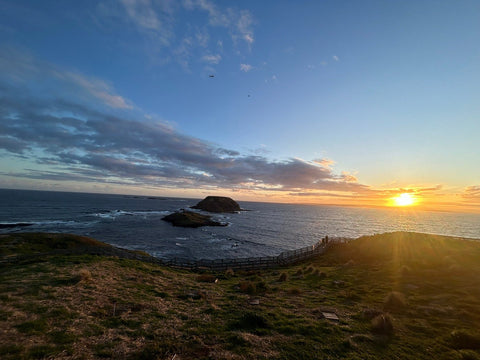 Phillip Island Wine, Wildlife & Penguins Tour