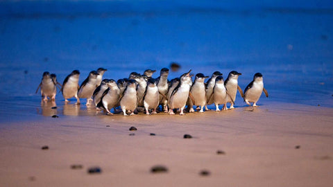 Phillip Island Wine, Wildlife & Penguins Tour
