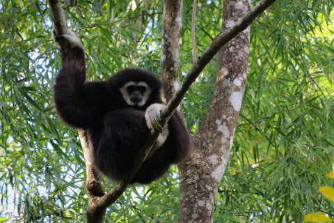 Hidden Jungle Trek In Mae Kampong - 7 hours