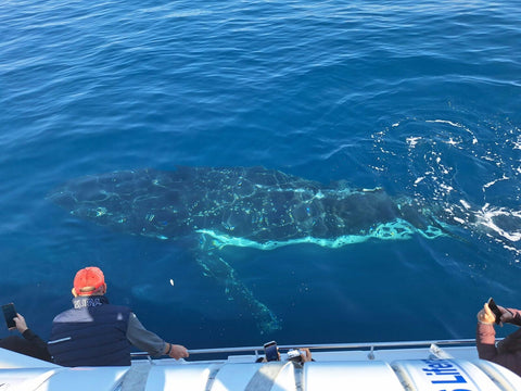 Whale Watching Boat Trip in Sydney