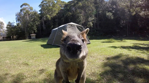 Manly Snorkel and Headland Walk Eco Tour Experience