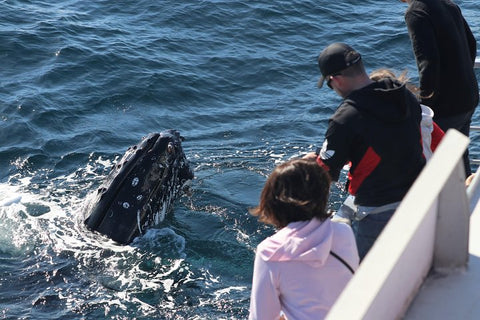 4-Hour Sydney Whale Watching Cruise
