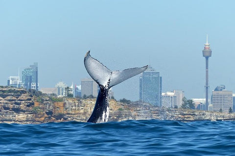 2-Hour Whale Watching Cruise