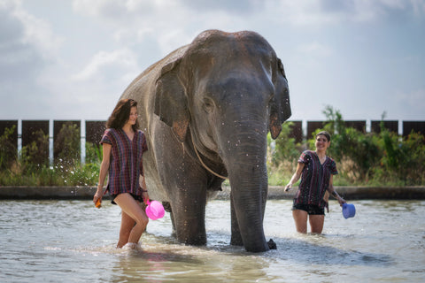 Elephant Jungle Sanctuary - Half Day Experience (Pattaya - transport from Bangkok not included)