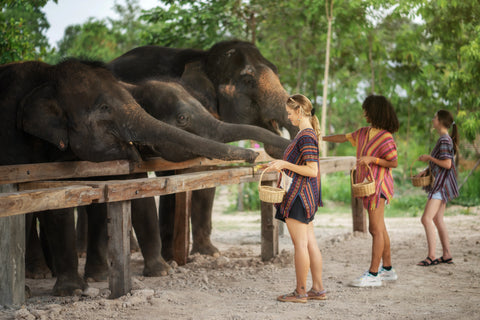 Elephant Jungle Sanctuary - Half Day Experience