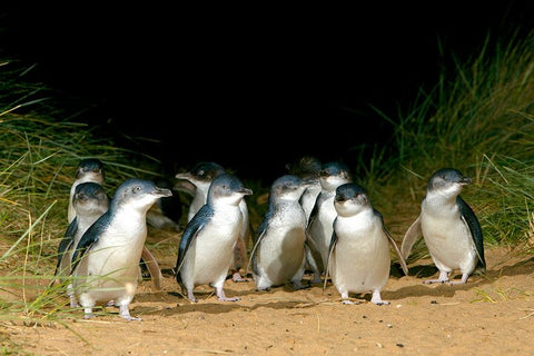 Penguins and Wildlife Nature Experience