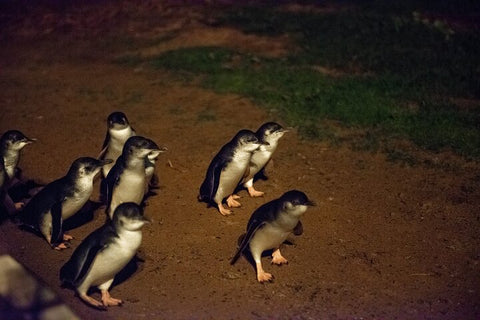 Puffing Billy & Penguins Wildlife Tour