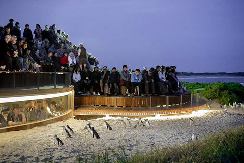 French & Phillip Island Wildlife Expedition