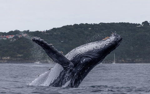 Whale Watching Boat Trip in Sydney