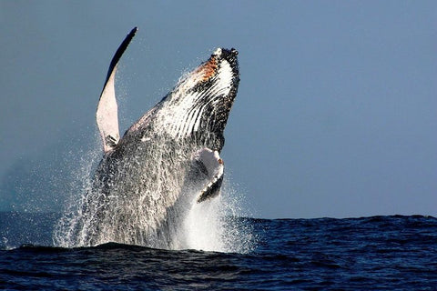 4-Hour Sydney Whale Watching Cruise